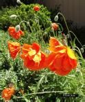 The Poppy – remembrance and symbolism of things past | Wall Flower Studio