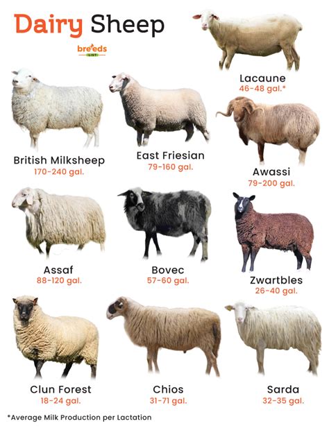 List of Dairy Sheep Breeds With Pictures