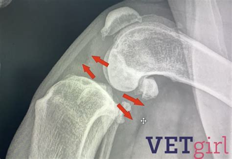 How to diagnose a cranial cruciate ligament in a dog on radiographs ...