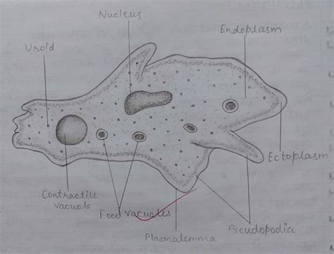 Amoeba Easy Diagram Of An Amoeba Labeled Diagram Biology Diagrams Biology Diagrams Biology