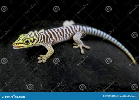 Standing S Day Gecko Phelsuma Standingi Juvenile Stock Photo Image