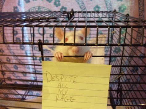 A Storied Existence: still just a rat in a cage