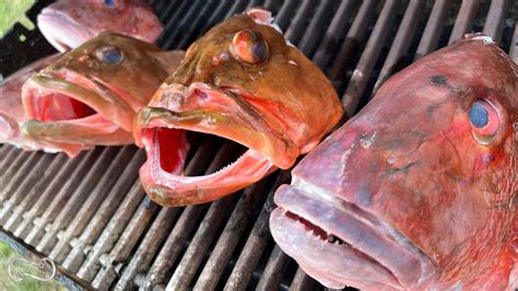 EATING FISH HEADS GROUPER CHEEK VS FILET MEAT A TASTE TEST YouTube