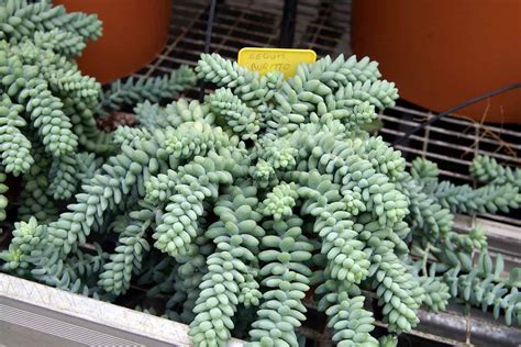 How To Grow And Care For Donkeys Tail Succulents Gardeners Path