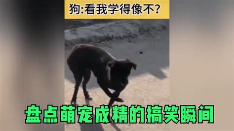 盘点萌宠成精的搞笑瞬间，为什么说人类已经无法阻止动物成精？ Youtube