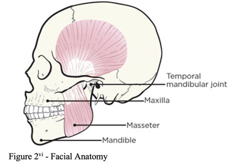 emDOCs.net – Emergency Medicine EducationTrismus… gnashing of the teeth ...