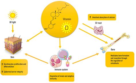 Frontiers Osteoporosis And Dermatoporosis A Review On The Role Of