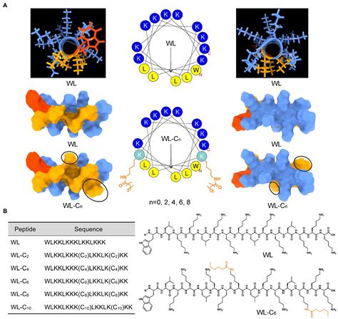 Frontiers Designing Double Site Lipidated Peptide Amphiphiles As