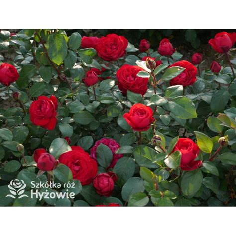 Tiamo® - Róże Wielkokwiatowe - - Szkółka Róż Hyżowie