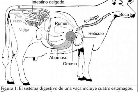 Sistema Digestivo De La Vaca Mapa Mental Amostra Kulturaupice Porn