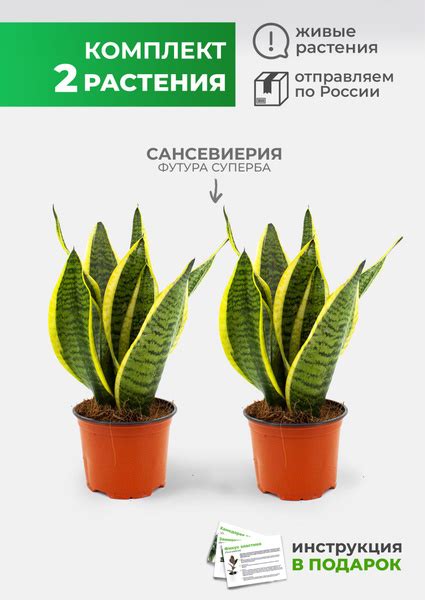 Сансевиерия GRINOTEKA Набор Сансевиерия Футура Суперба 2 шт, 12 дм, 2 ...