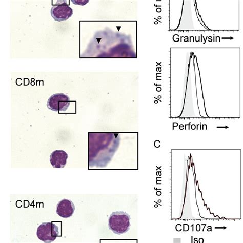 Pdf Mait Cells Detect And Efficiently Lyse Bacterially Infected