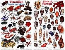 Shell Identification Chart - Bing images Wild Creatures, Beach Combing ...