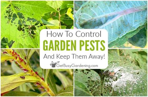 How To Control Garden Pests Naturally Get Busy Gardening