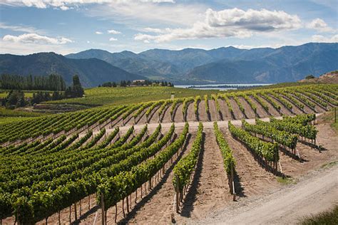 Washington State Vineyard Stock Photos Pictures And Royalty Free Images