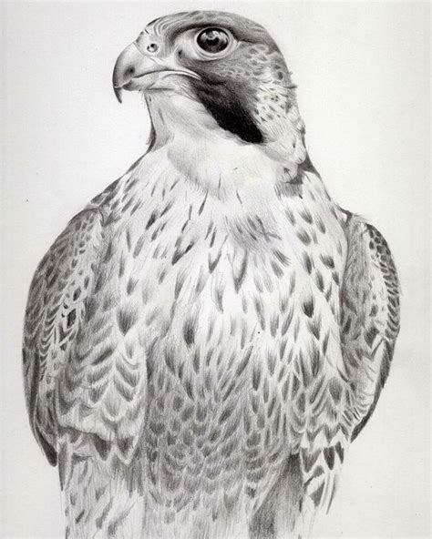 Sketch Of Peregrine Falcon By Nicole Evans Falcon Art Falcon Drawing