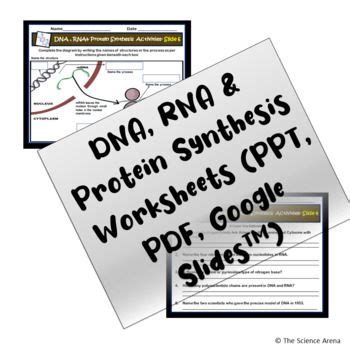 Two Worksheets With The Text Dva Rna And Protein Syns