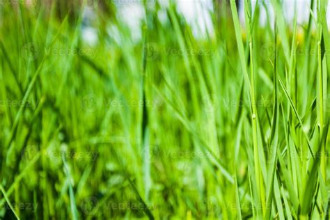 Grass close up 899543 Stock Photo at Vecteezy