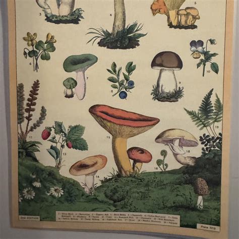 Vintage mushroom poster with laminated cover - Depop