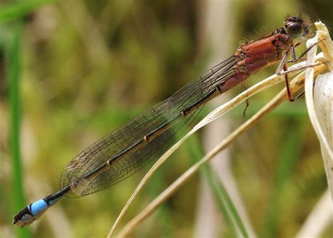 Blue Tailed Damselfly British Dragonfly Society