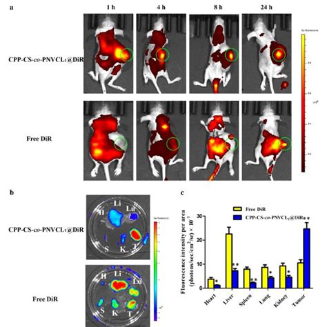 In Vivo And Ex Vivo Imaging Data A Real Time Biodistribution Of Free