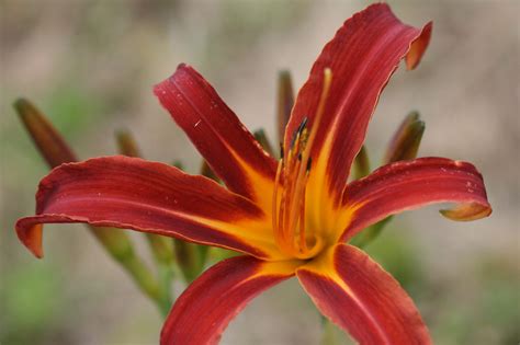 Hemerocallis Tigereye Spider Spider Daylily Woottens Plant