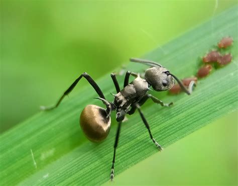 Do Ants Serve a Purpose? Everything You Need to Know - Pest Control Zone