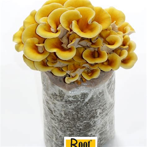 Golden Oyster Mushroom Growing Kit Root Mushroom Farm