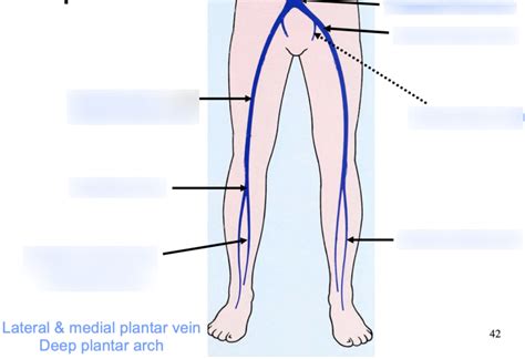 Upper Limb Superficial Veins