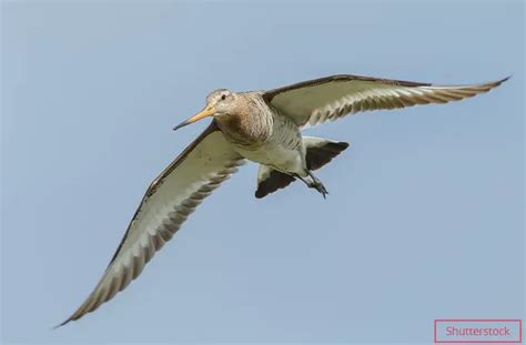 The Record Breaking Bird That Flew From Alaska To Australia Without