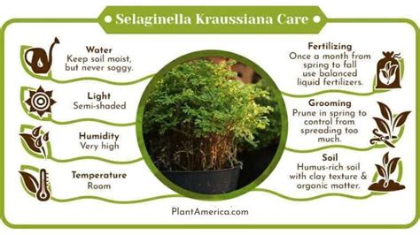 The Selaginella Kraussiana: Care Nuggets For Optimal Growth - Plant America