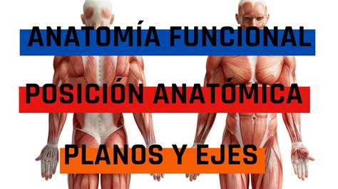 Anatomía funcional Posición anatómica Planos y ejes YouTube