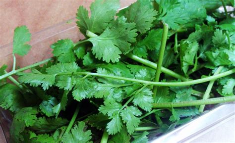 How To Grow Cilantro From Cuttings