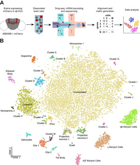 Figures And Data In Cellular Diversity In The Drosophila Midbrain