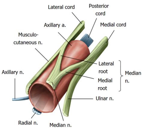 Brachial Plexsus Lecture 9 Flashcards Quizlet