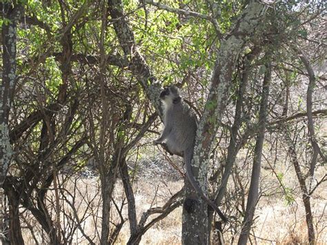 Mountain Zebra National Park Cradock South Africa Top Tips Before