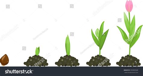 Tulip Growth Stage Stock Photo 350983568 Shutterstock