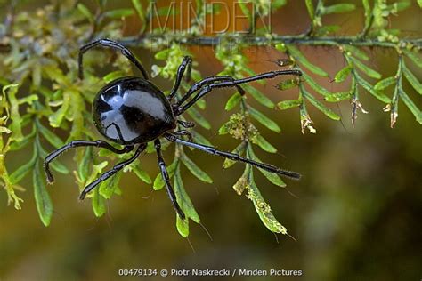 Mite Stock Photo Minden Pictures