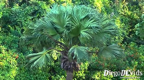 Livistona chinensis - Chinese fan palm - Palmeira-de-leque-da-china ...