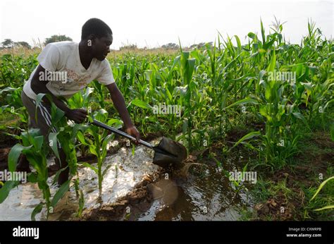 Buleya Malima Cooperative. Smallholder farmer irrigating his field ...