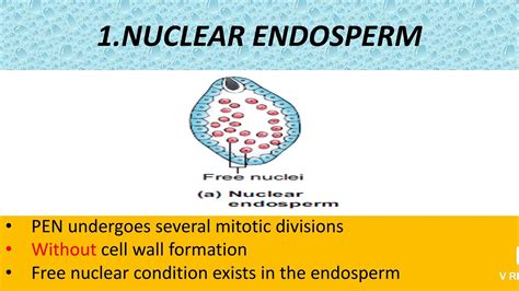 Endosperm And Its Types YouTube