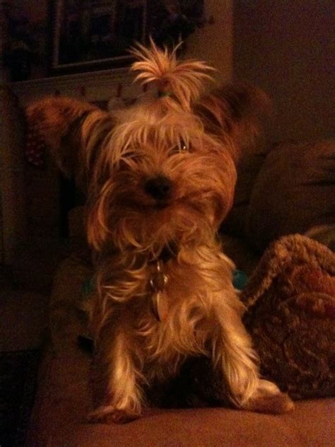 My Yorkie Having A Very Bad Hair Day And Ready To Get Her Hair Did