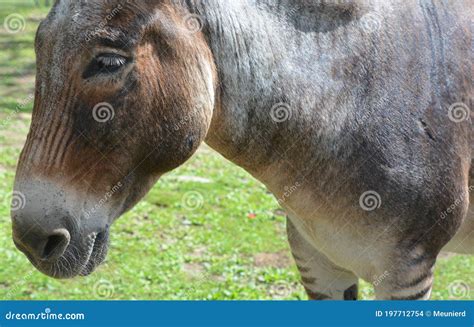 Zebroid stock photo. Image of hinny, animal, herbivorous - 197712754