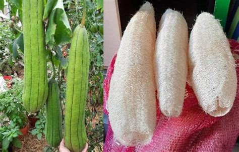 C Mo Cultivar Esponjas Vegetales Luffa Y Sus Cuidados Eco Jard N M Gico