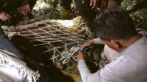 Fakta Harimau Sumatera Mati Di Agam Kakinya Cacat Pernah Kali