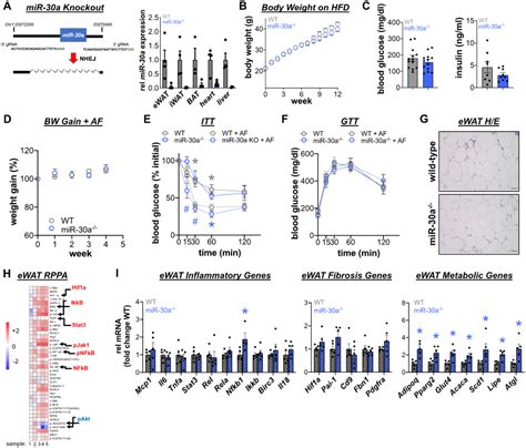 Figure 4 Mir 30a Provides A Fractional Contribution To The Effects Of