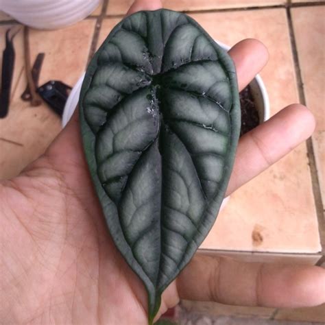 Jual Anakan Dragon Scale Silver Alocasia Tanaman Hias Shopee Indonesia