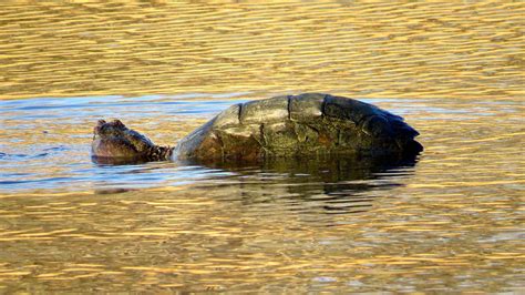 The Common Snapping Turtlea Hard Creature To Love Friends Of