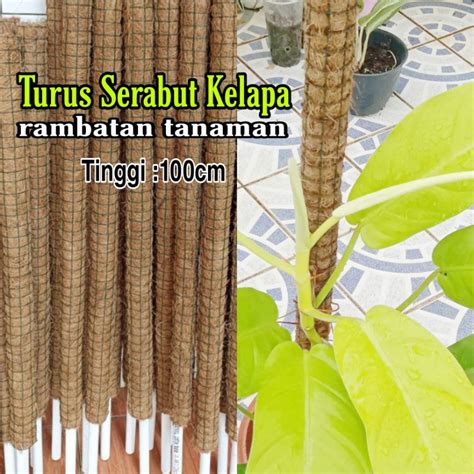 Jual Turus Penyangga Tanaman Rambat Turus Serabut Kelapa Cm Shopee