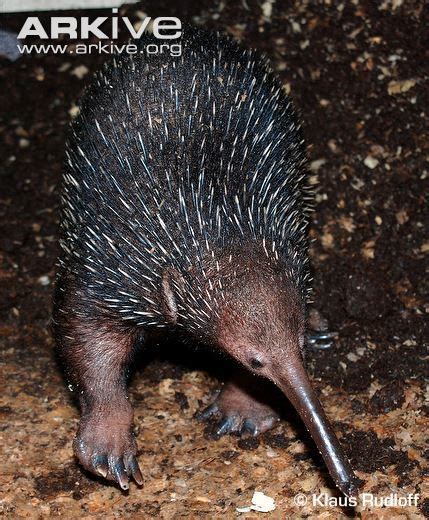 Eastern Long Beaked Echidna Photos And Facts